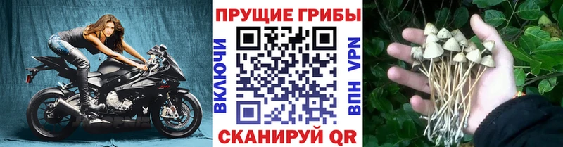 Псилоцибиновые грибы GOLDEN TEACHER  Ипатово 